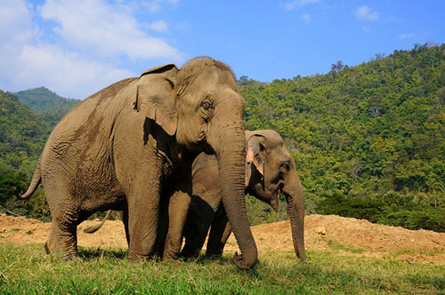 Elephant-Nature-Park3