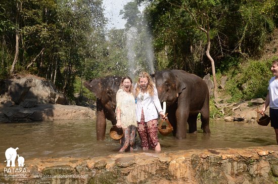 Patara Elephant Farm 6