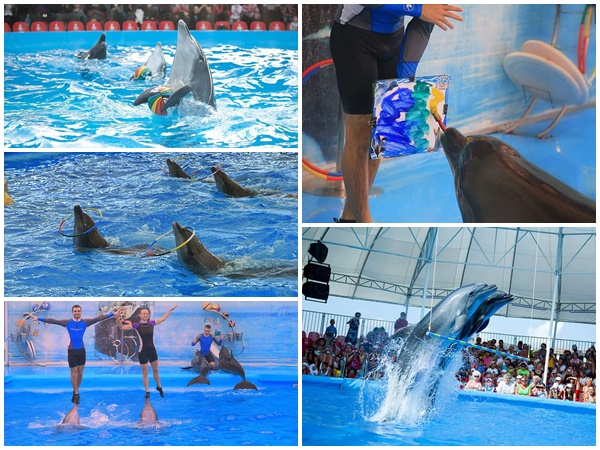Pattaya Dolphinarium 2