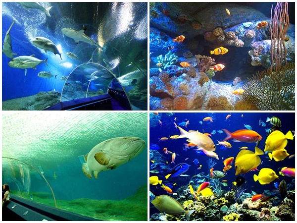 Khám phá thế giới đại dương Underwater World tại Pattaya, Thái Lan