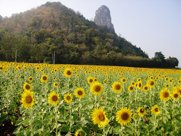 canh dong hoa huong duong 2