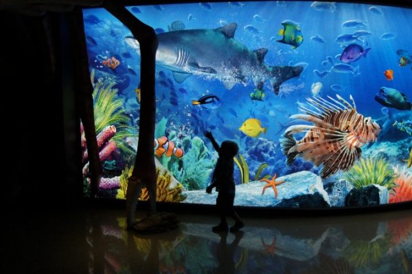 Siam Ocean World 8