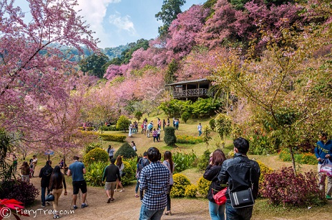 muoi dam rung dao chiangmai 1